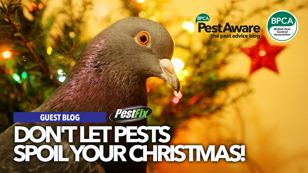 dontletpestsspoilchristmas dontletpestsspoilchristmas
